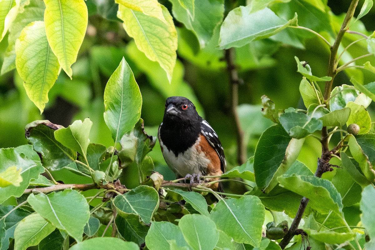 Spotted Towhee - ML166108781