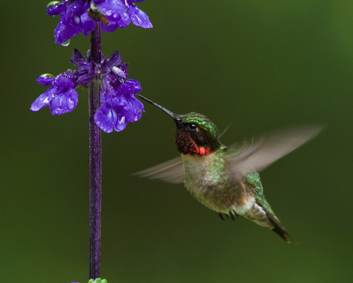 Ruby-throated Hummingbird - Nick Hawvermale
