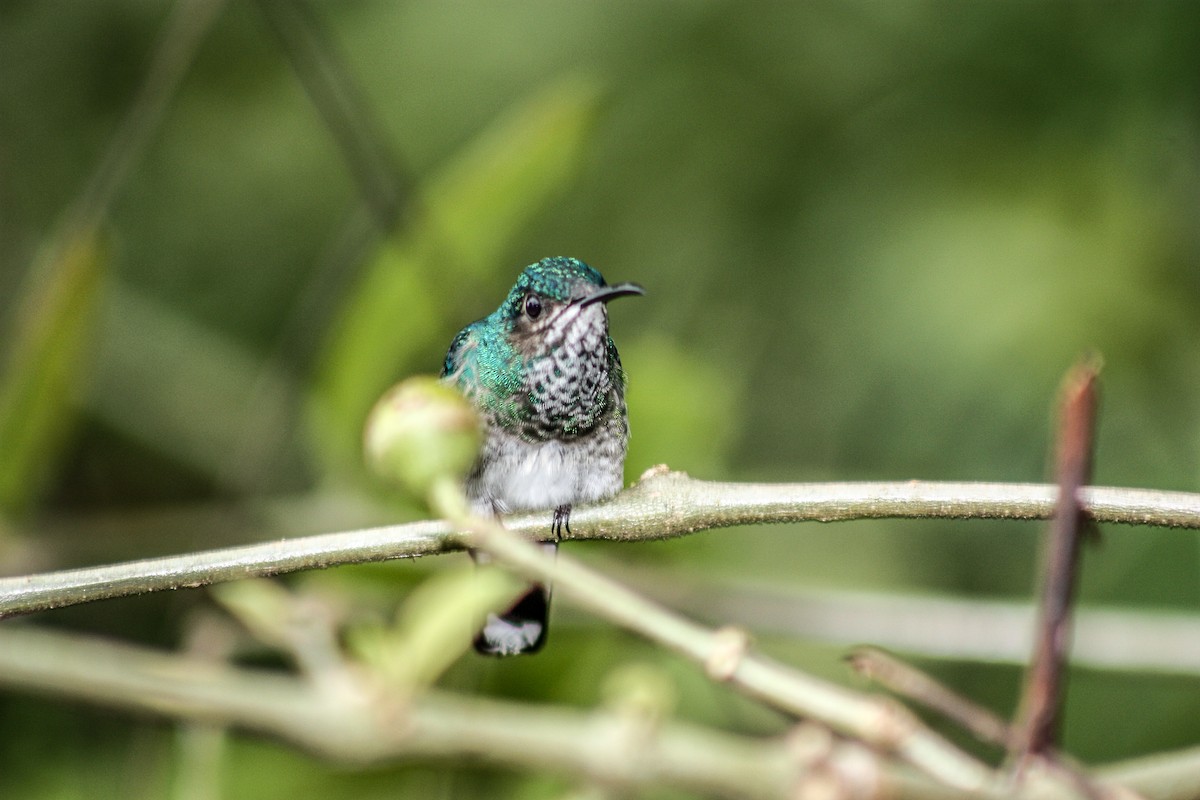 kolibřík bělokrký - ML166112211