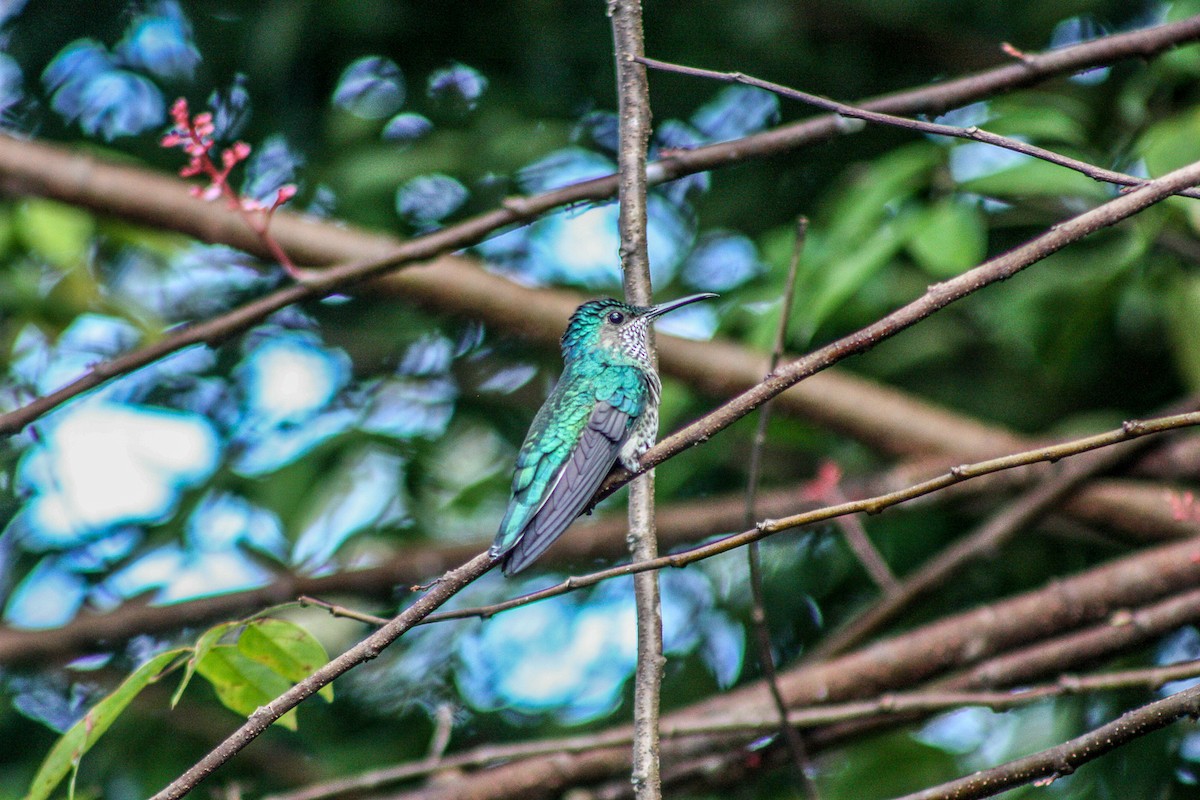 kolibřík bělokrký - ML166112291