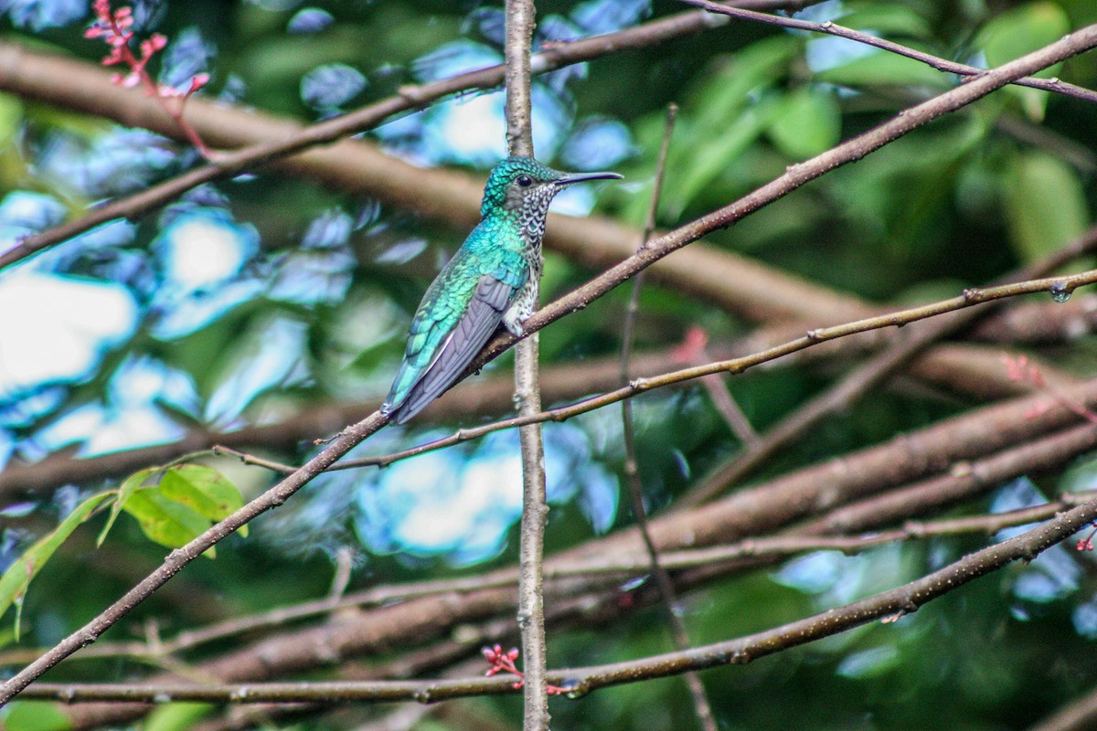 kolibřík bělokrký - ML166112301