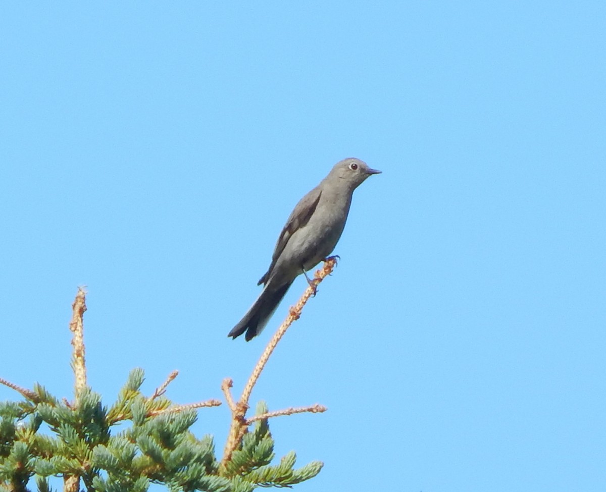 Townsend's Solitaire - Teale Fristoe