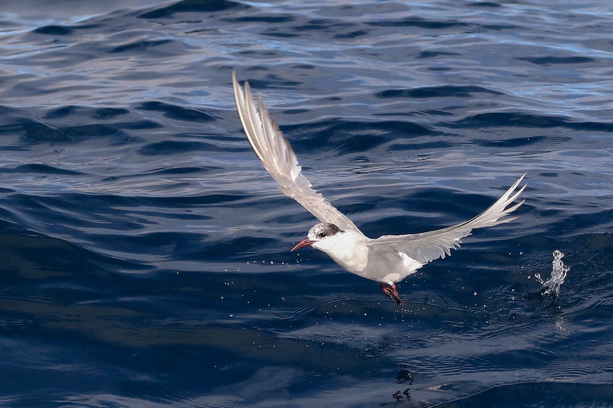 Arctic Tern - Scott Olmstead