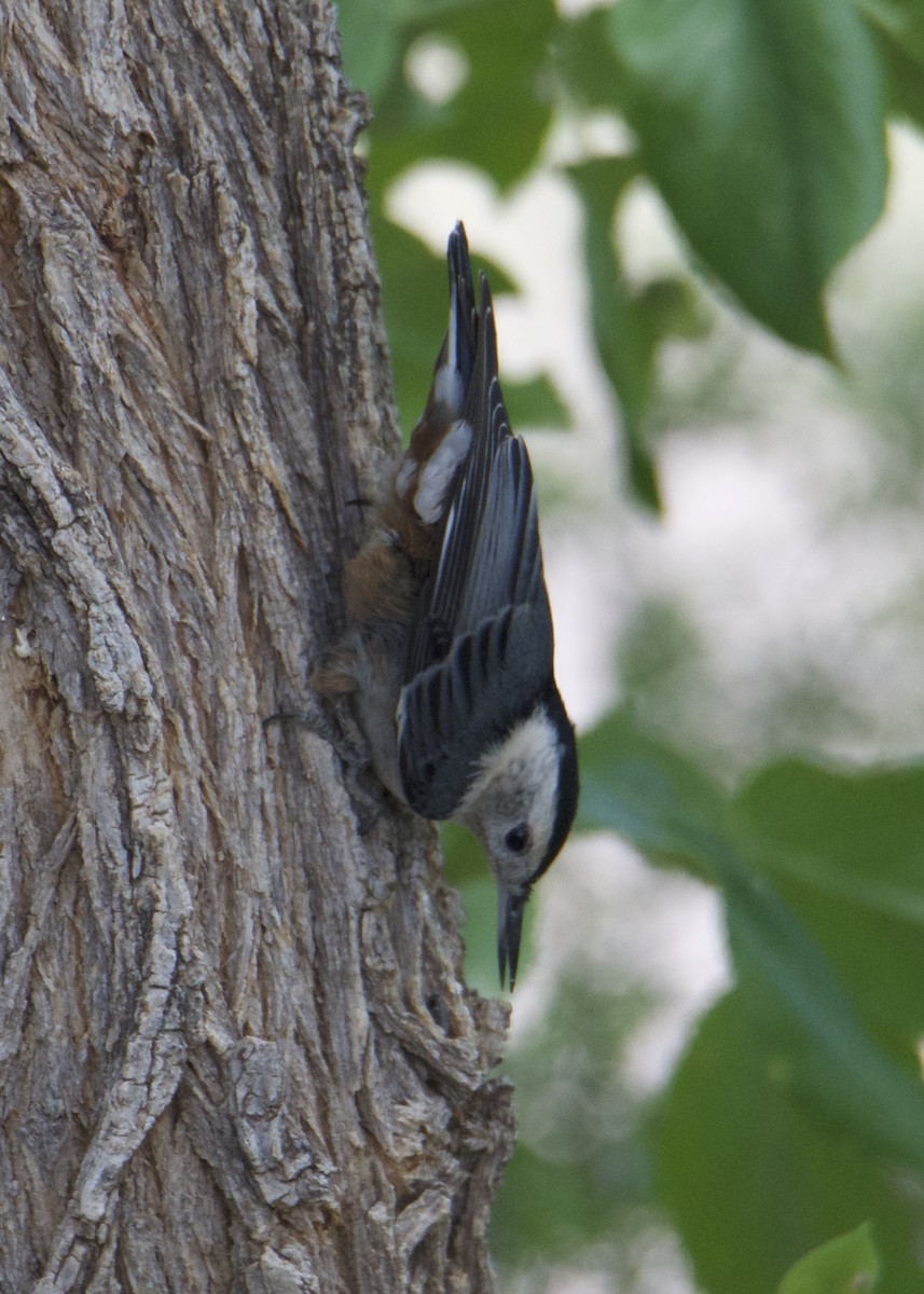 White-breasted Nuthatch - ML166115701
