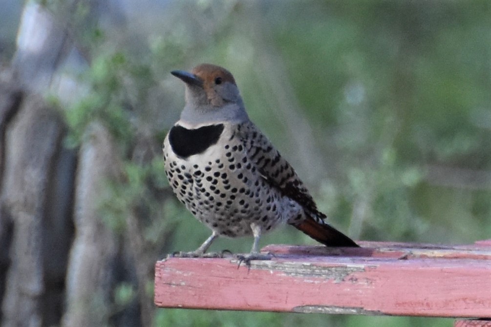 Northern Flicker (Red-shafted) - ML166120351