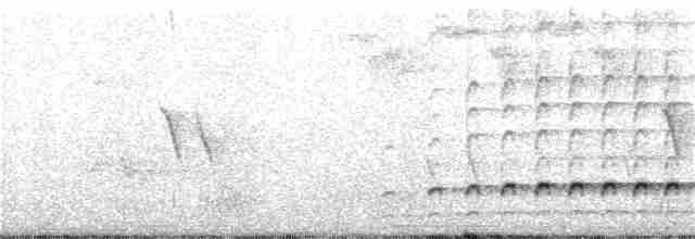 hvitbrynsvartspett - ML166121371