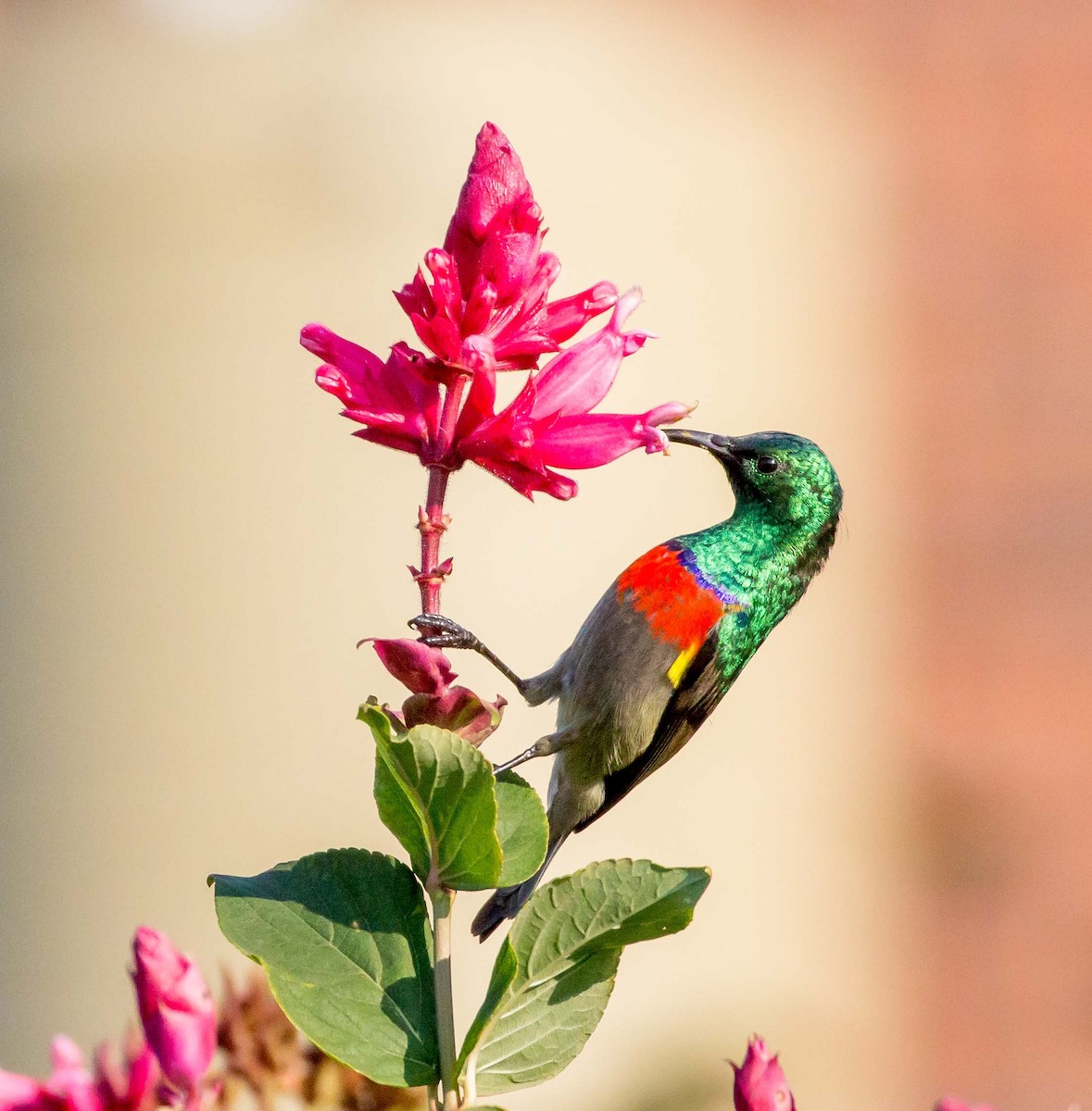 Southern Double-collared Sunbird - ML166121991