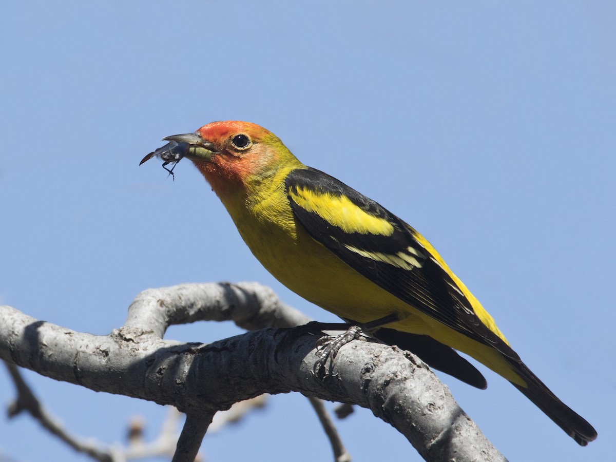 Western Tanager - ML166123581