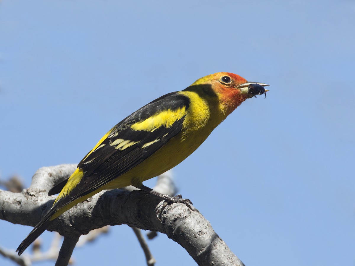 Western Tanager - ML166123621