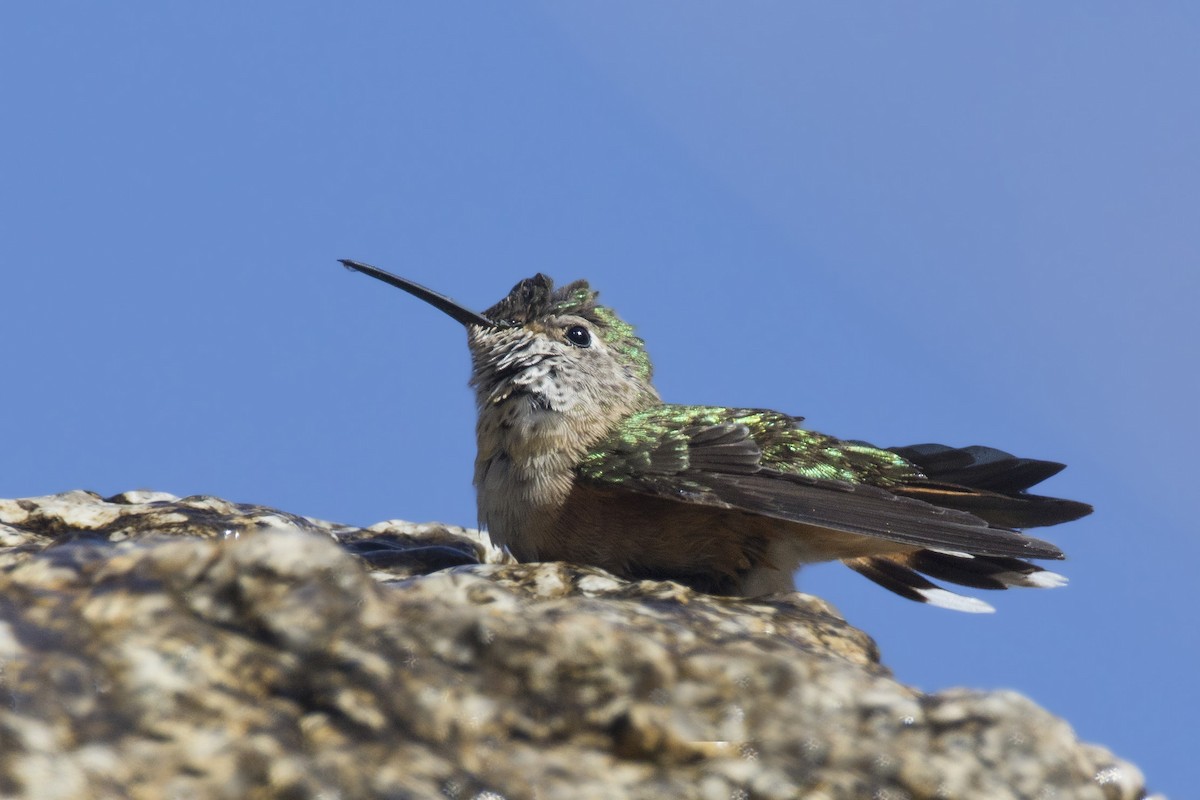 Broad-tailed Hummingbird - ML166123911
