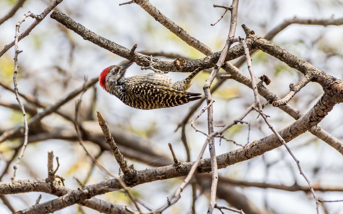 Cardinal Woodpecker - ML166125981