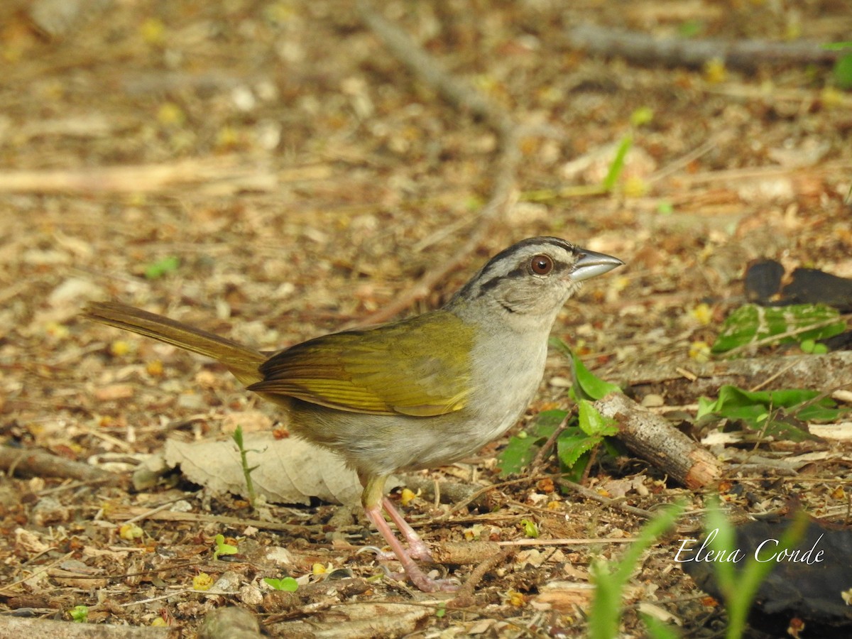 Green-backed Sparrow - ML166126081