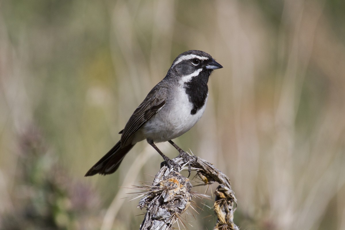 Black-throated Sparrow - Liam Wolff