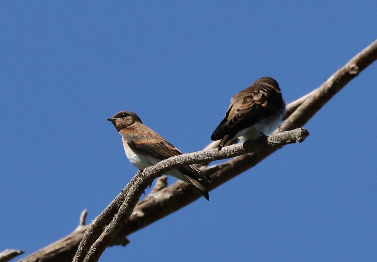 Northern Rough-winged Swallow - Tom Benson