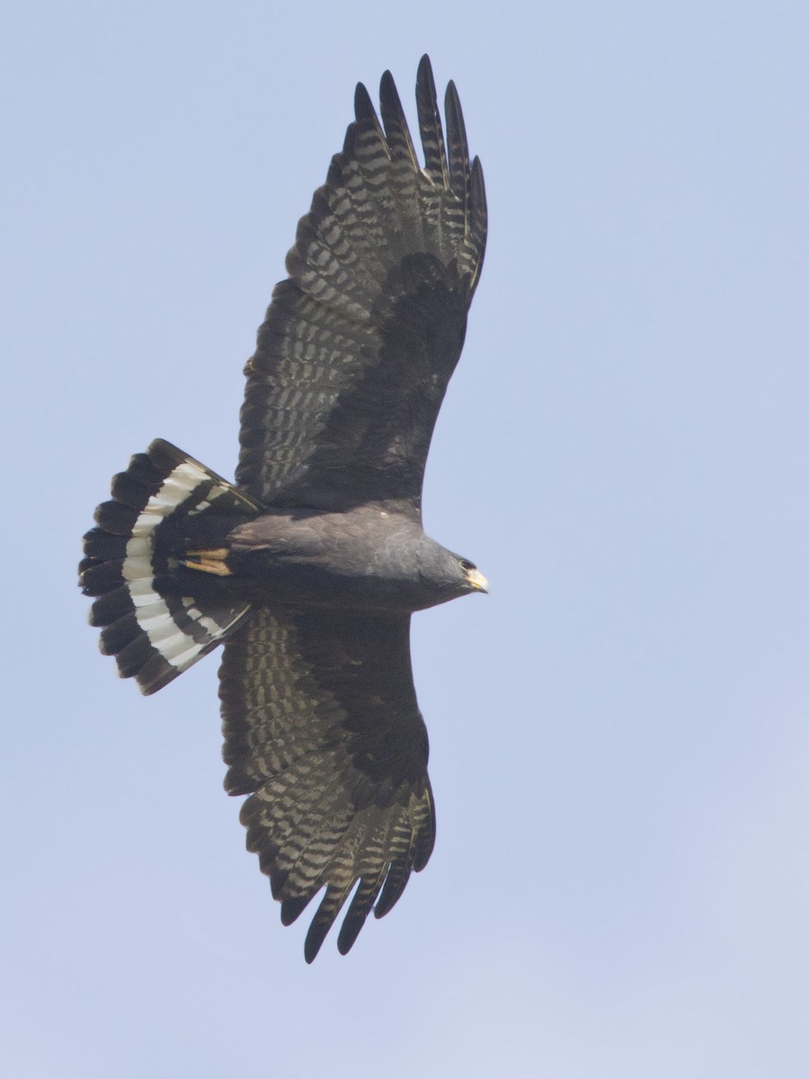 Zone-tailed Hawk - pierre martin