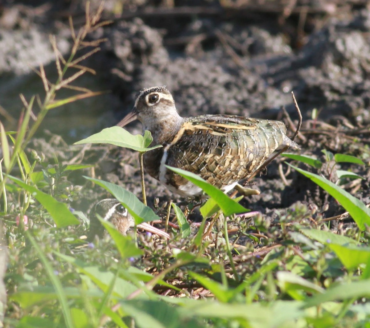 Greater Painted-Snipe - ML166128151