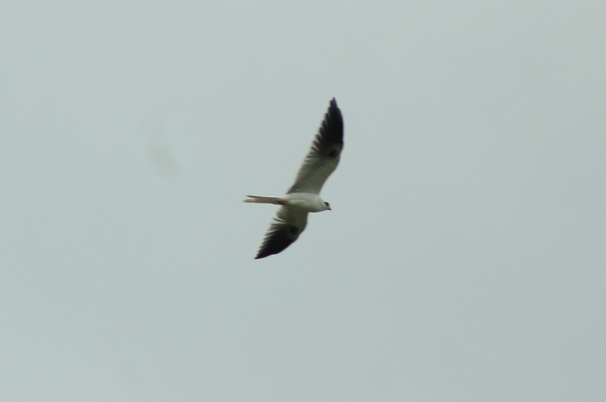White-tailed Kite - Sandra María Plúa Albán