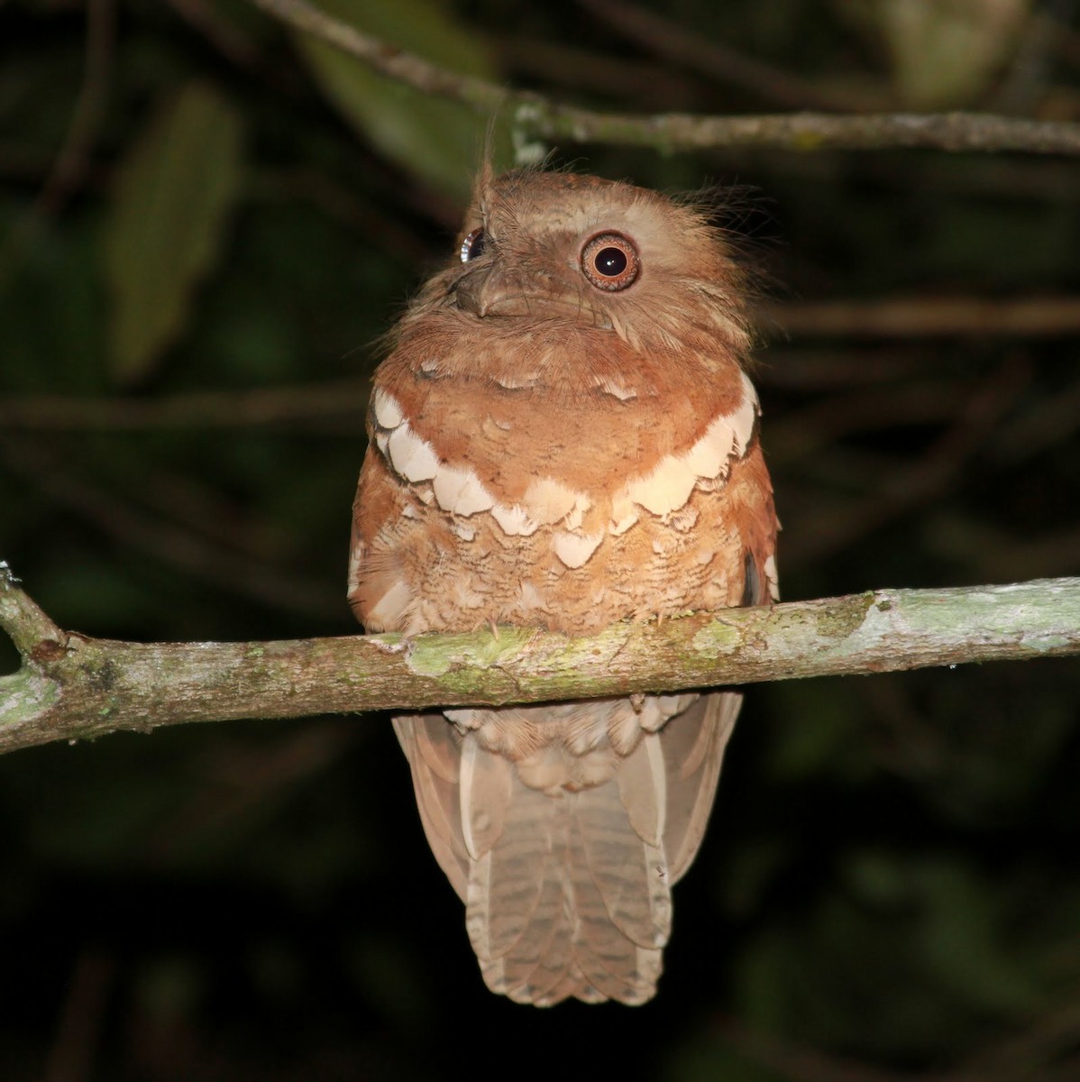 Philippine Frogmouth - ML166130471