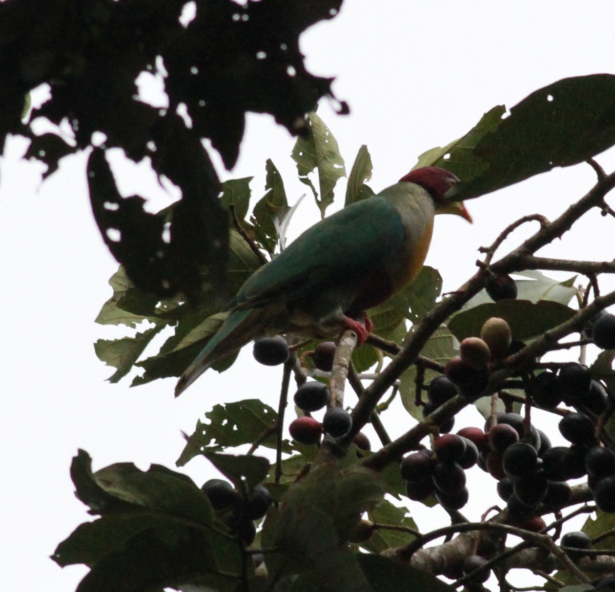 Yellow-breasted Fruit-Dove - ML166131191