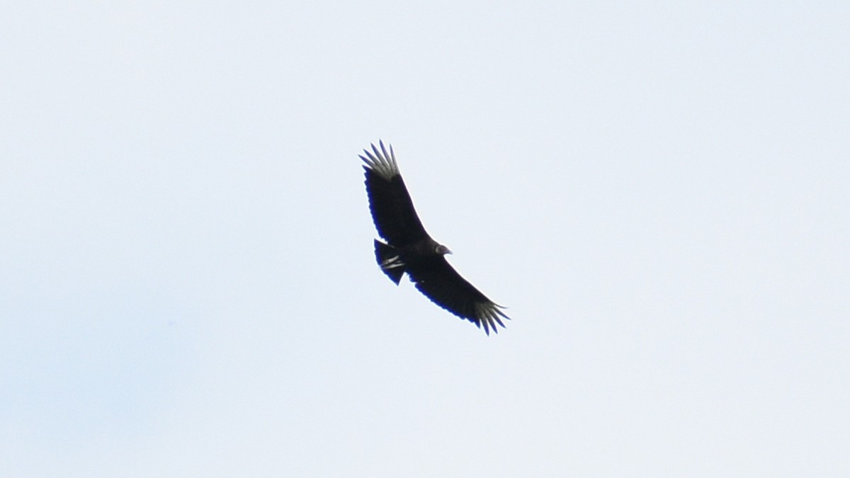 Black Vulture - ML166137341