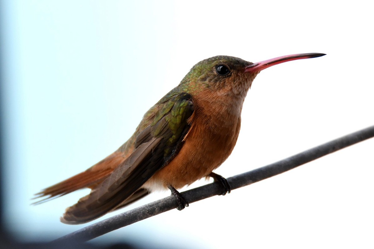 kolibřík ryšavý - ML166138671