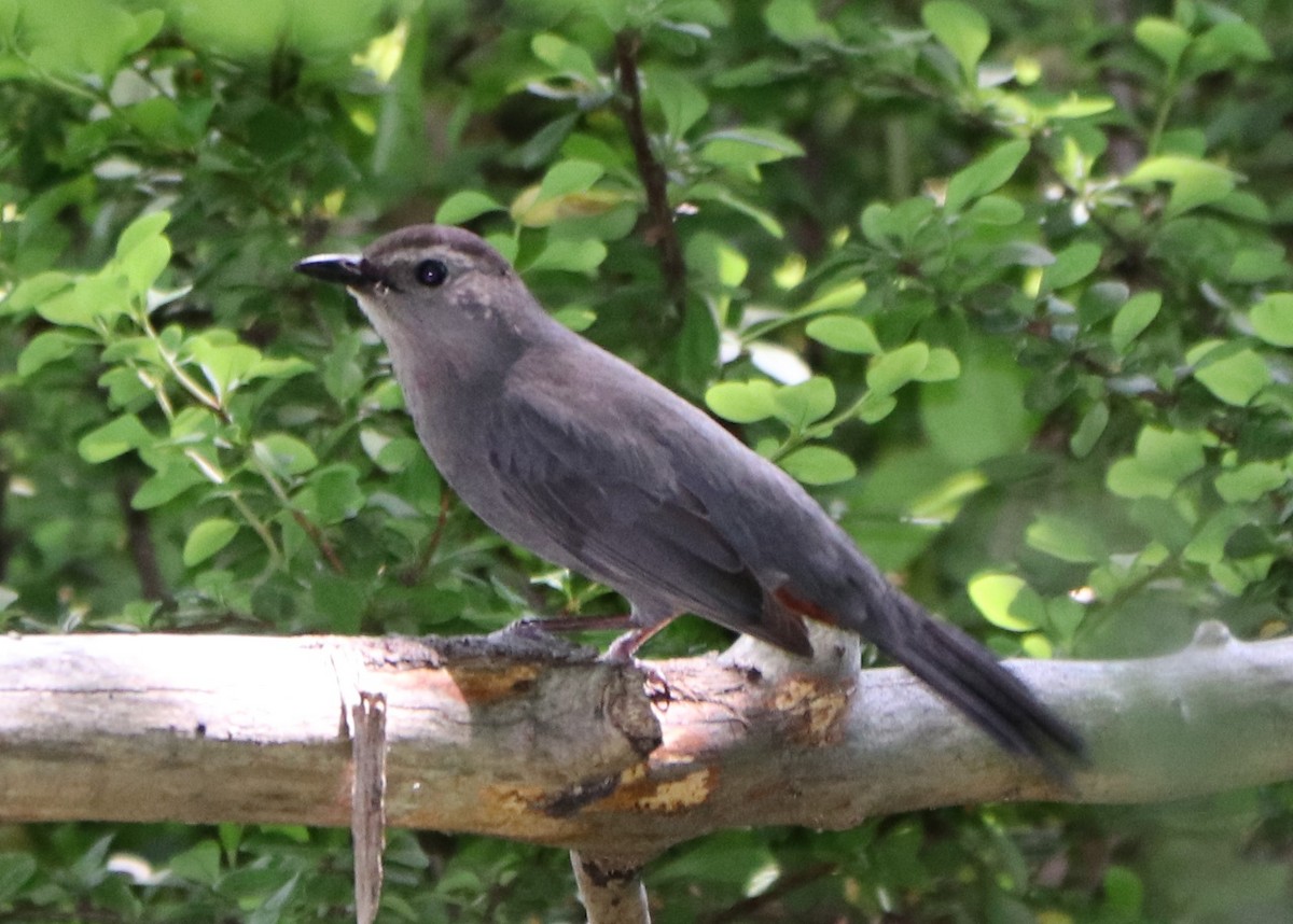 Gray Catbird - valerie heemstra