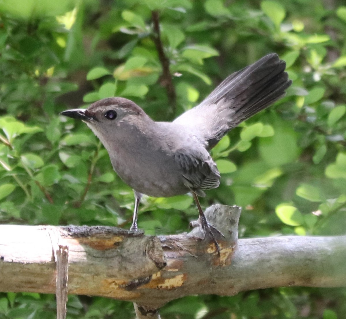 Gray Catbird - valerie heemstra