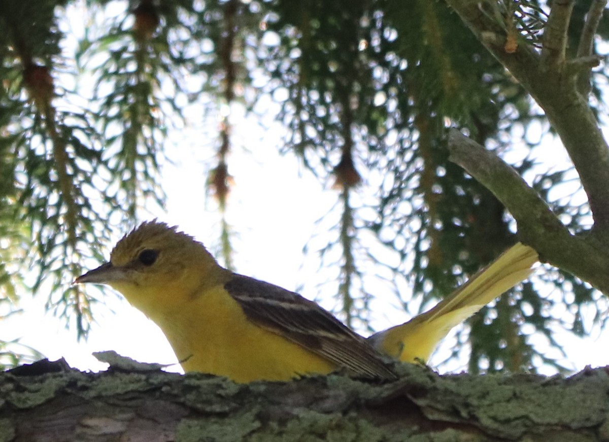 Orchard Oriole - ML166140991