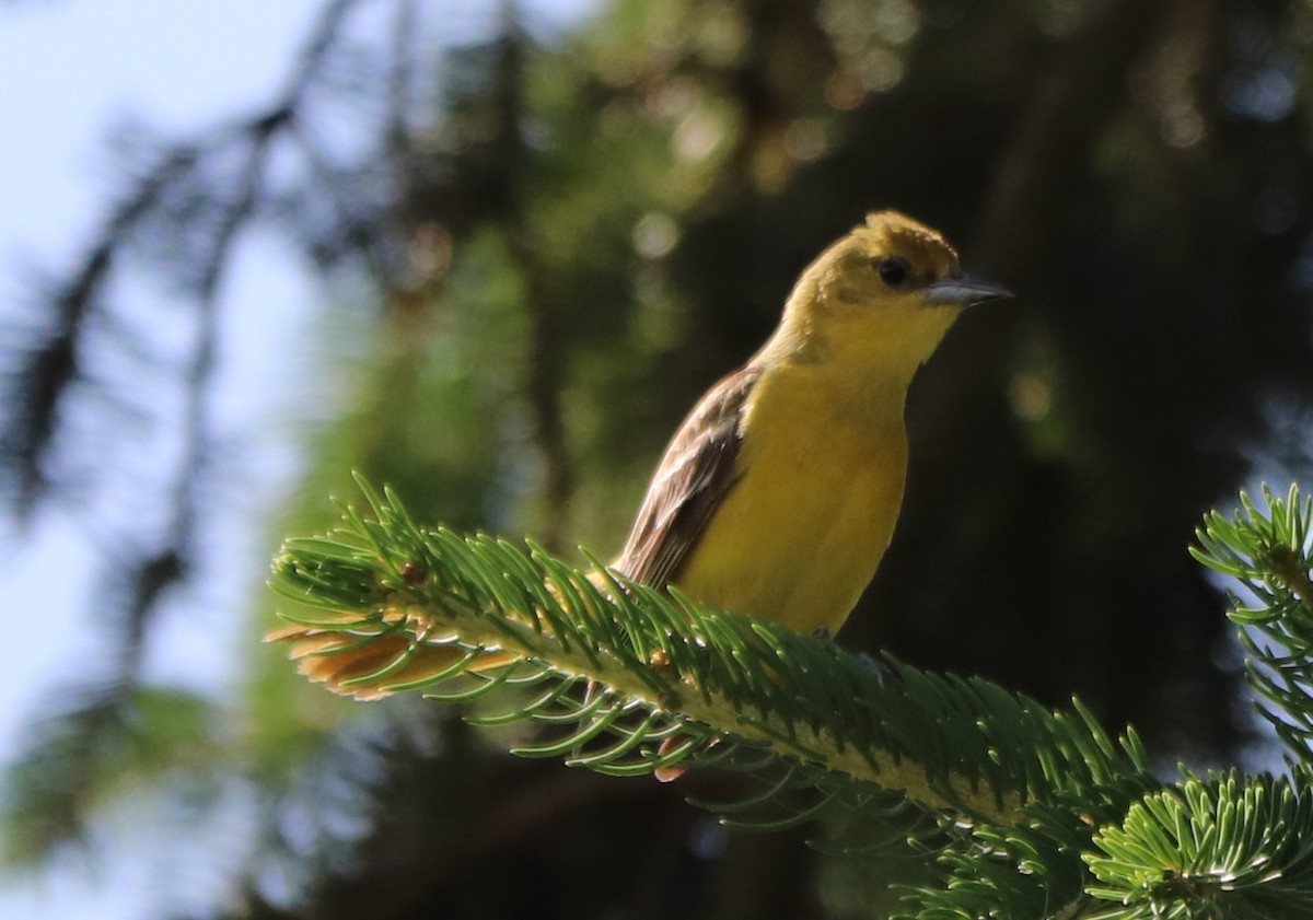 Orchard Oriole - ML166141021