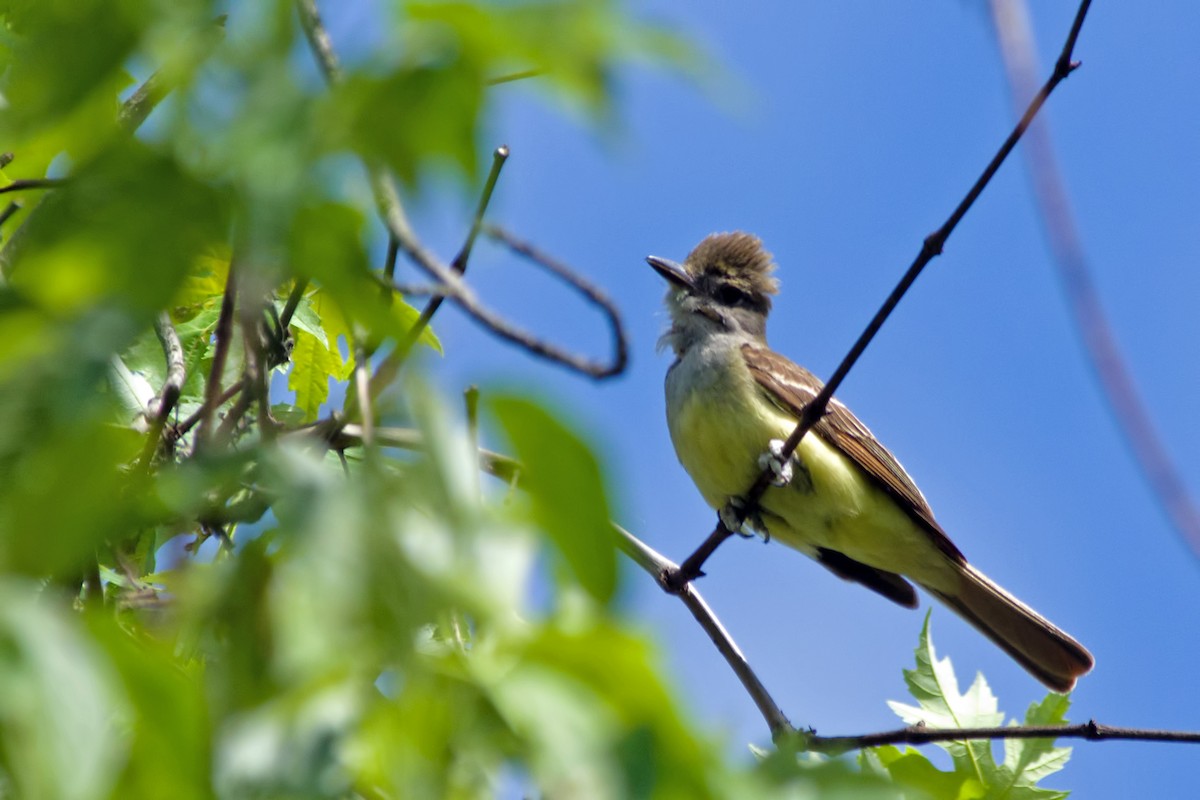 Great Crested Flycatcher - Rob Dickerson