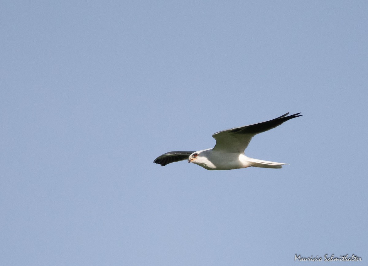 White-tailed Kite - Mauricio Schmithalter