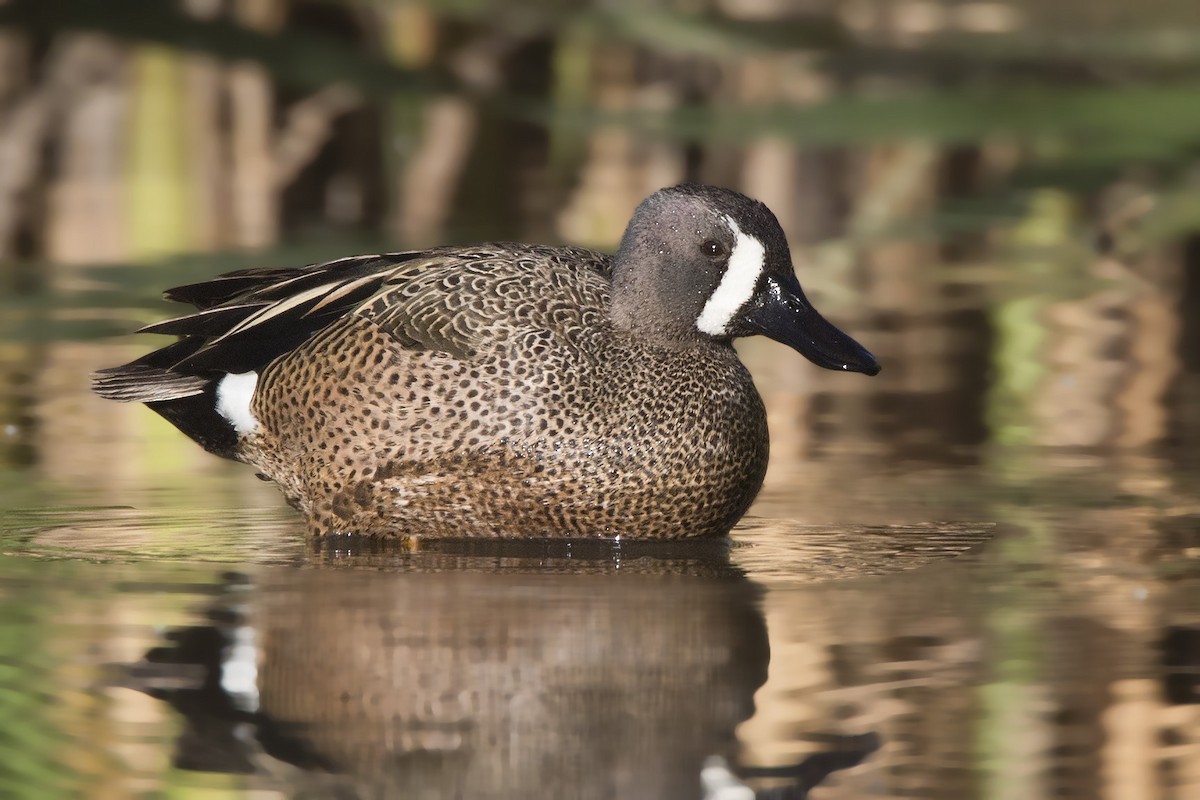 Blue-winged Teal - pierre martin