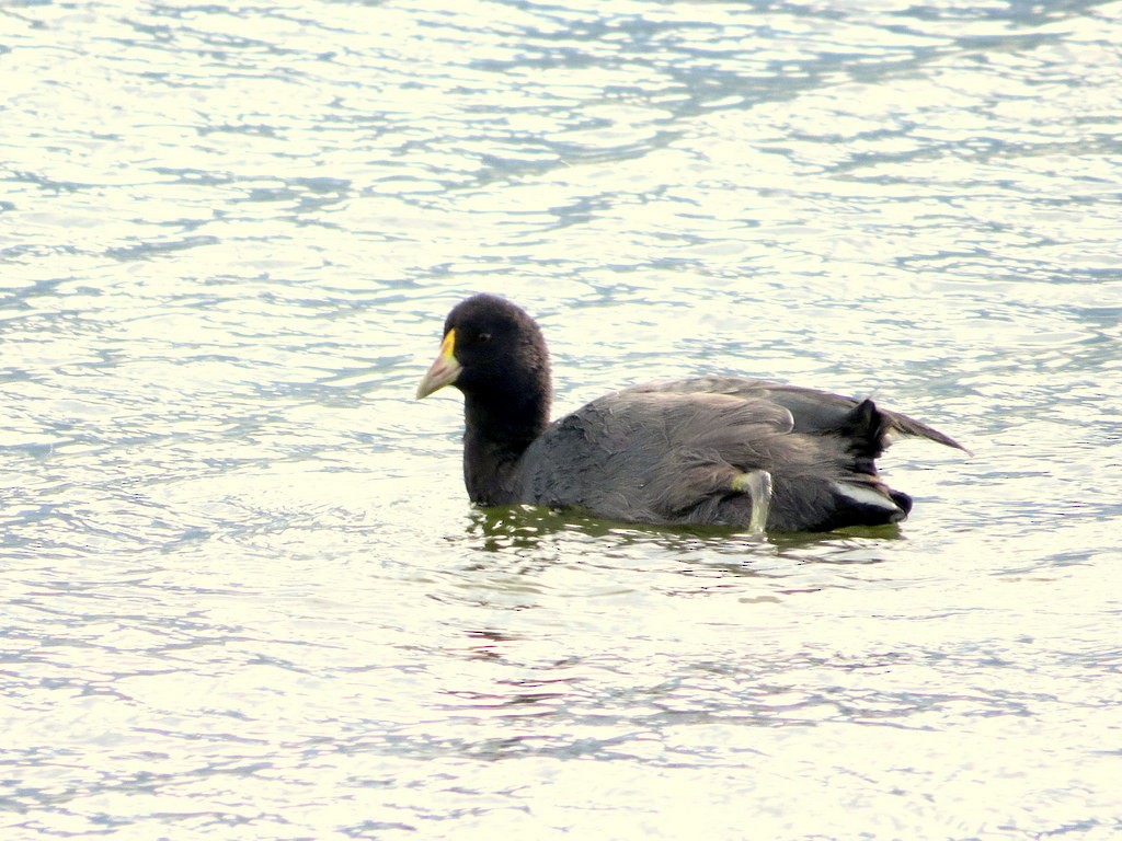 White-winged Coot - Gonzalo Diaz