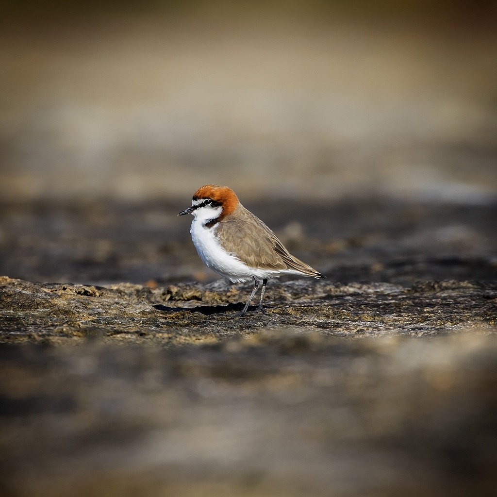 Red-capped Plover - ML166151631