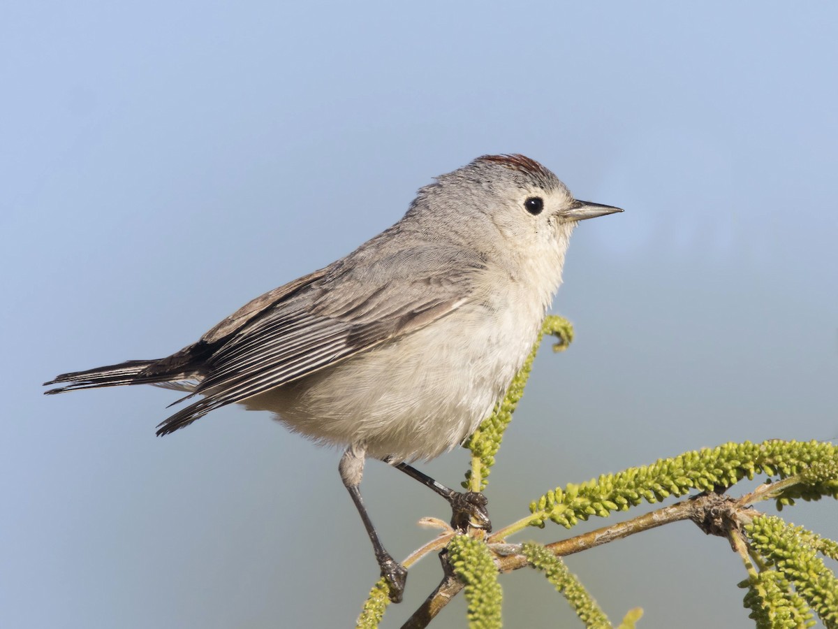 Lucy's Warbler - ML166151991