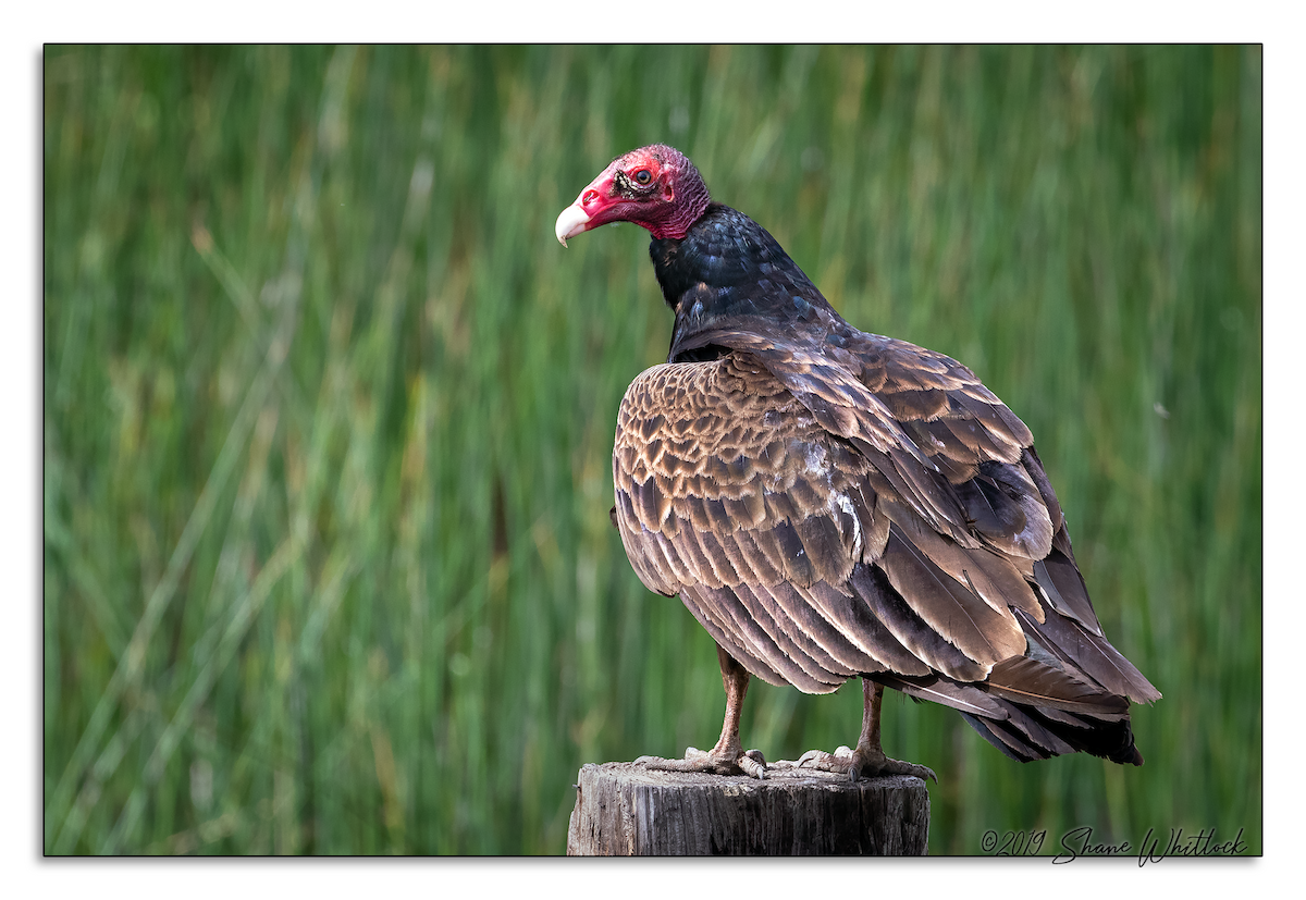 Turkey Vulture - Shane Whitlock