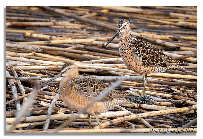 Long-billed Dowitcher - ML166154271