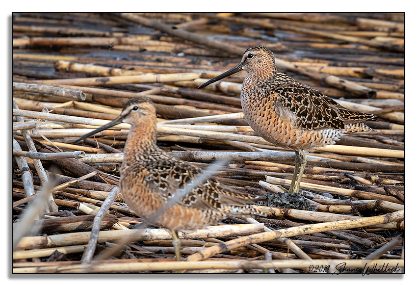 Long-billed Dowitcher - ML166154281