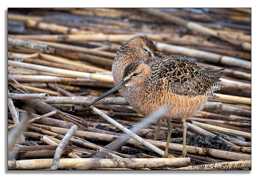 Long-billed Dowitcher - ML166154291