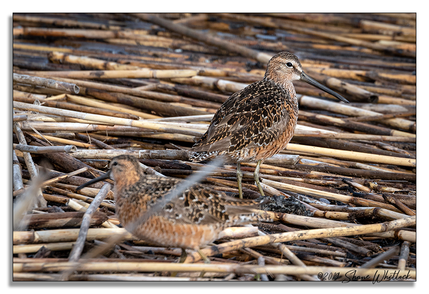 Long-billed Dowitcher - ML166154301