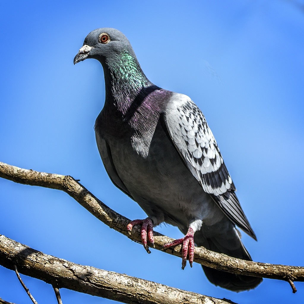 Rock Pigeon (Feral Pigeon) - Alexander Babych