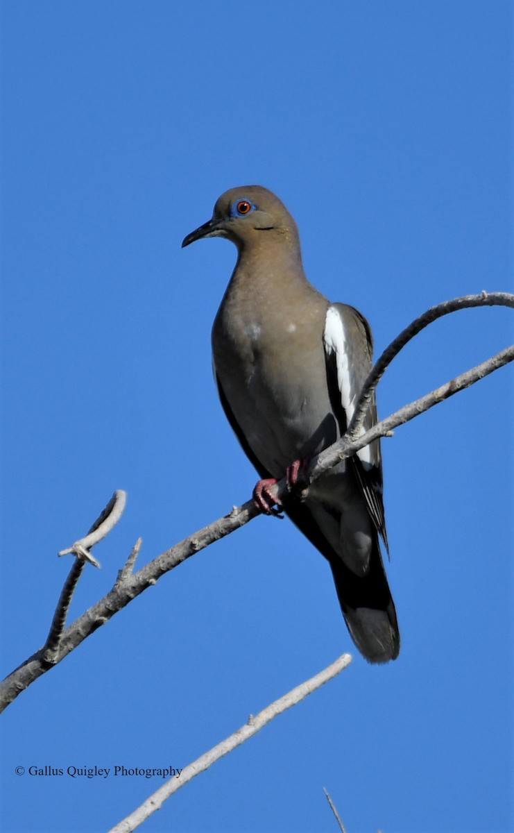 White-winged Dove - Gallus Quigley