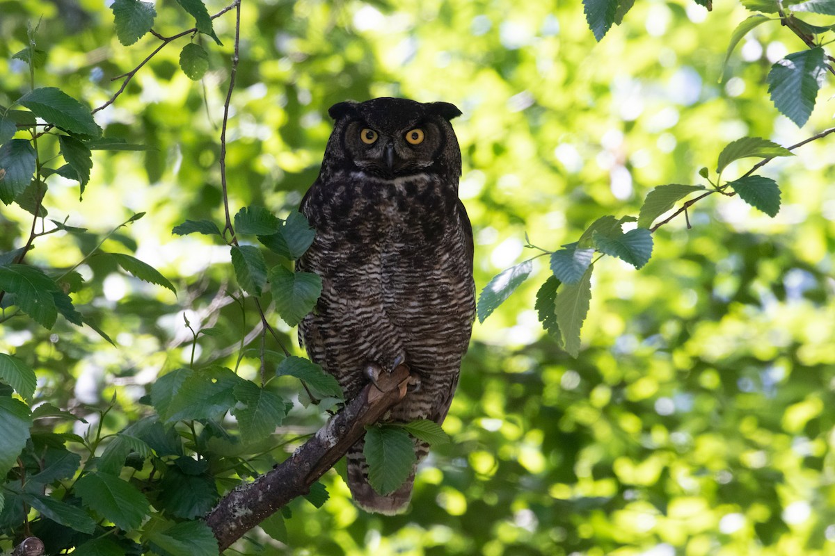 Great Horned Owl - ML166166501