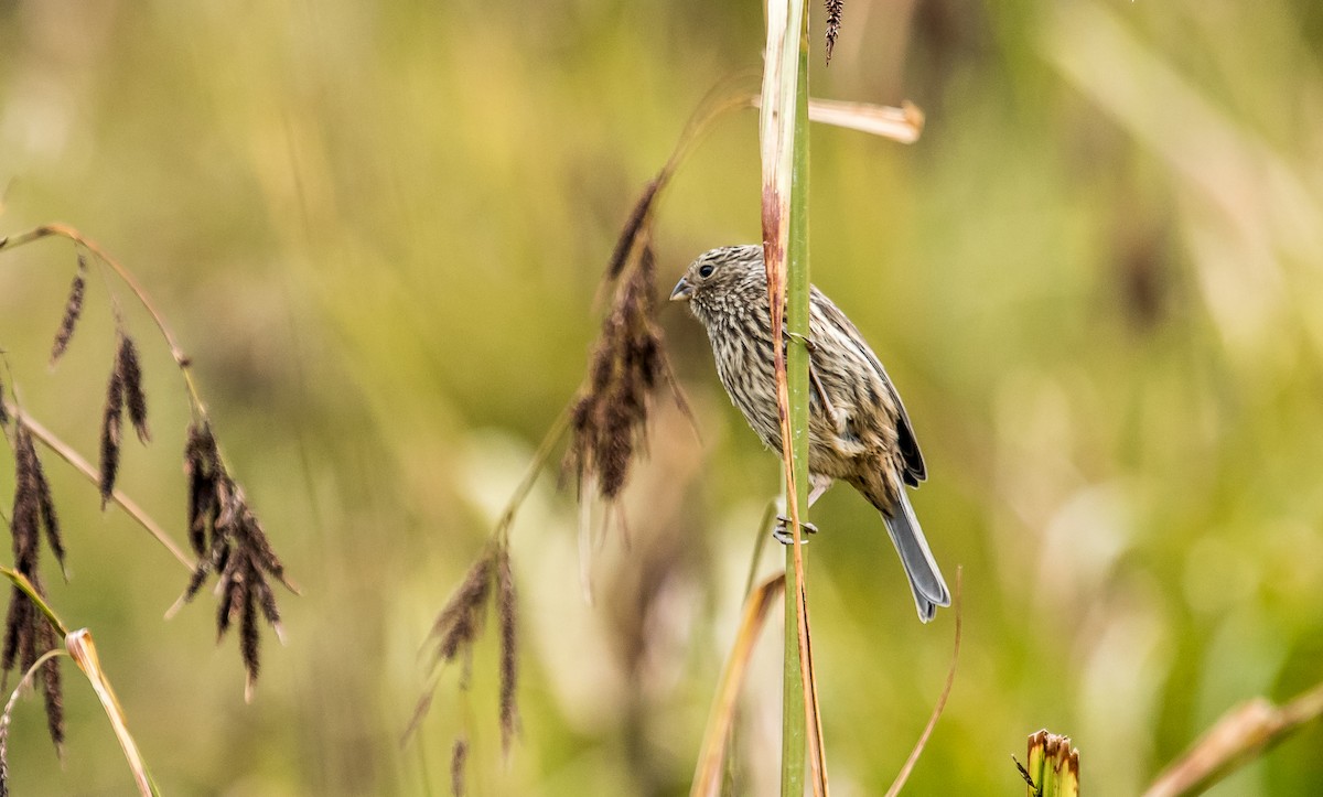 Band-tailed Seedeater - David Monroy Rengifo