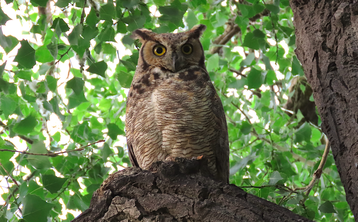 Great Horned Owl - Ted Floyd