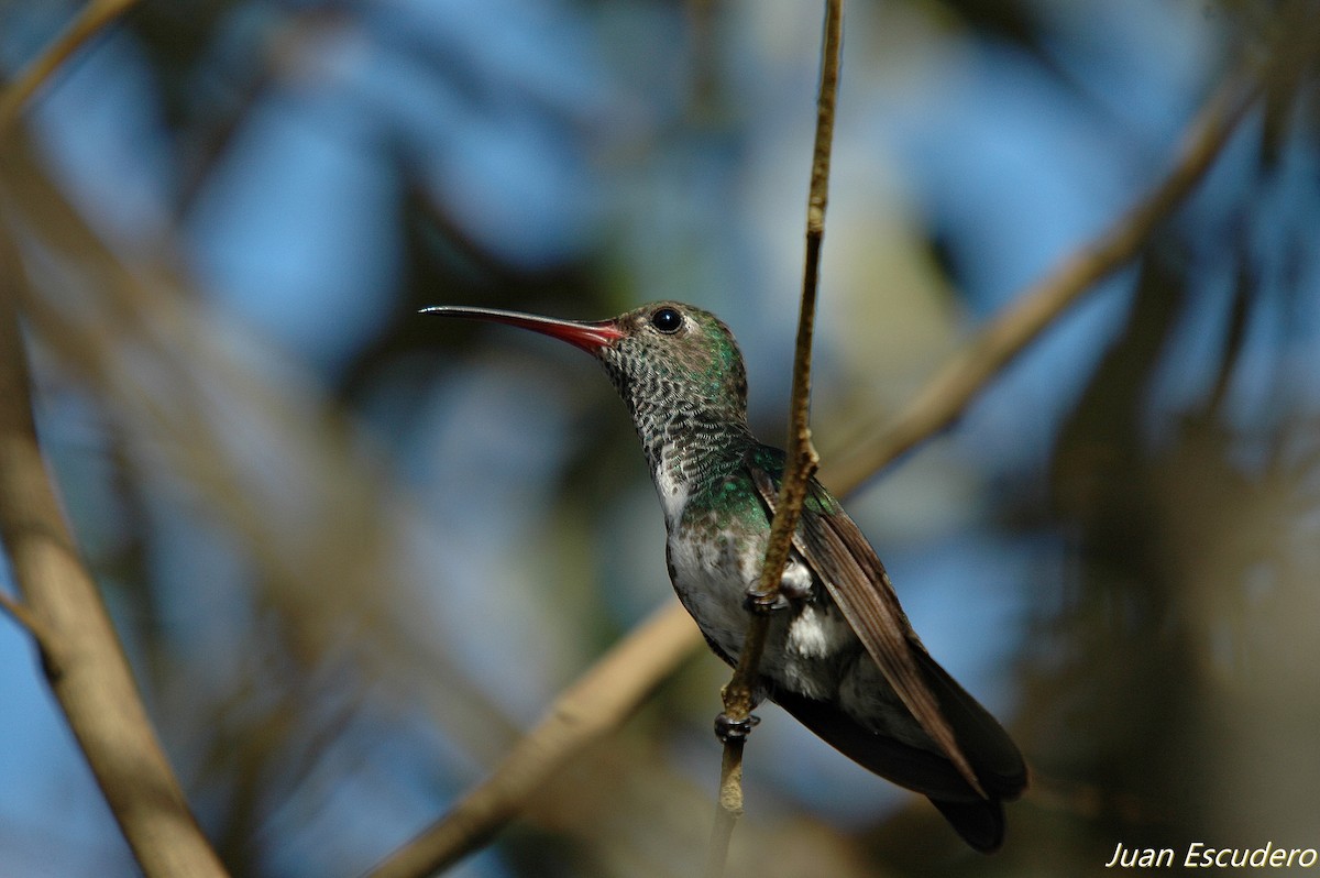 kolibřík zrcadlový - ML166171161