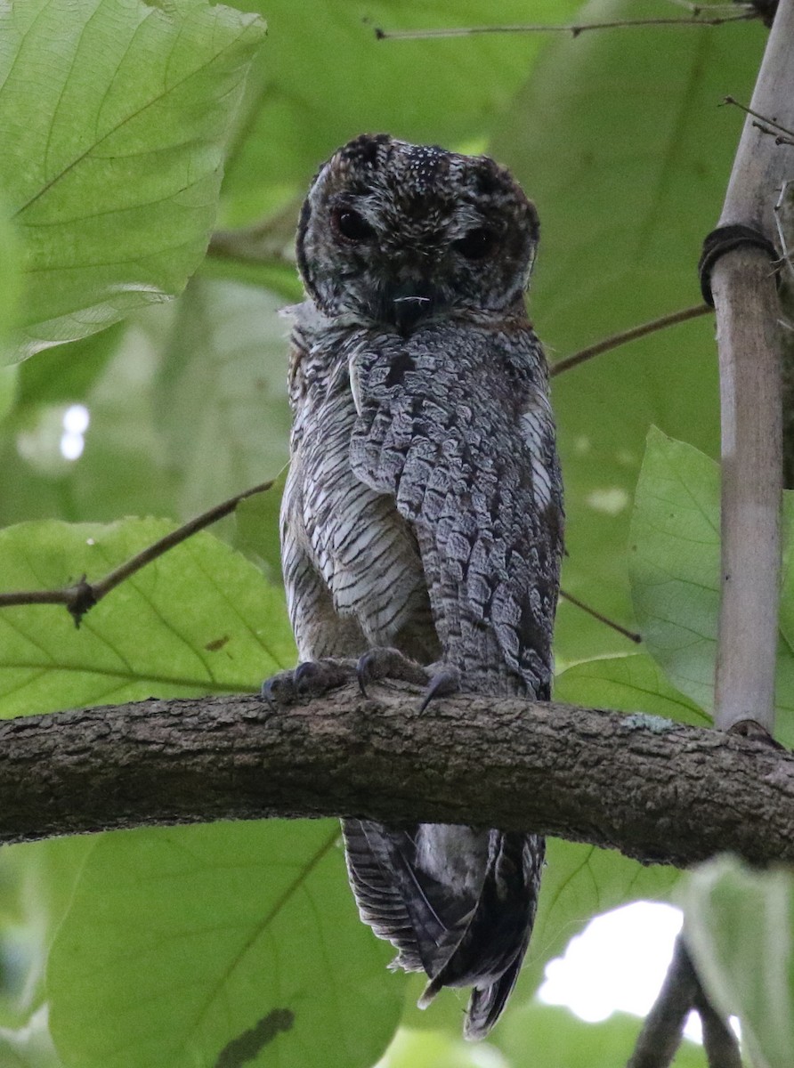 Mottled Wood-Owl - Vijaya Lakshmi
