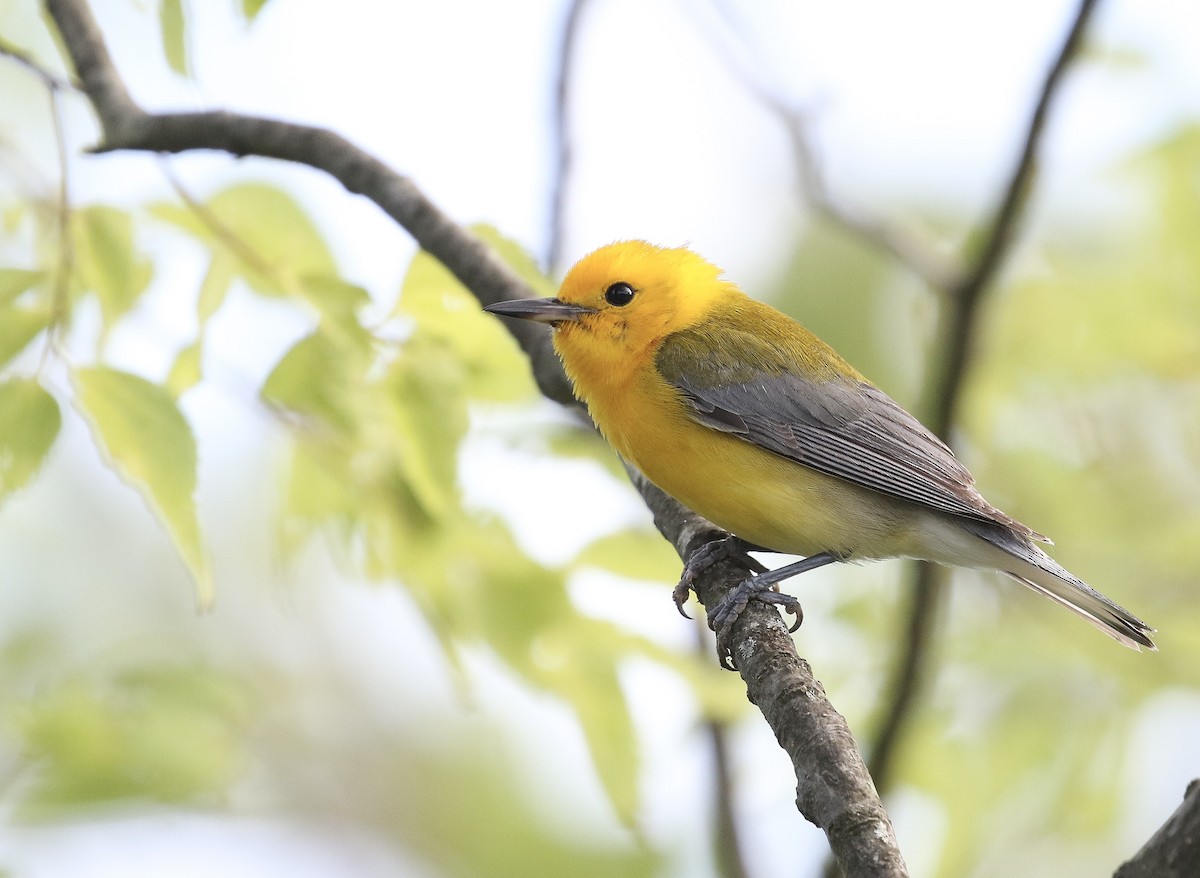 Prothonotary Warbler - ML166176391