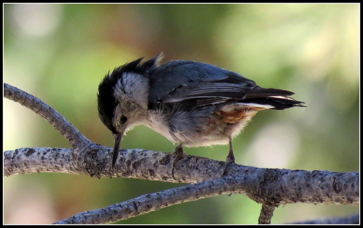 White-breasted Nuthatch - ML166178511