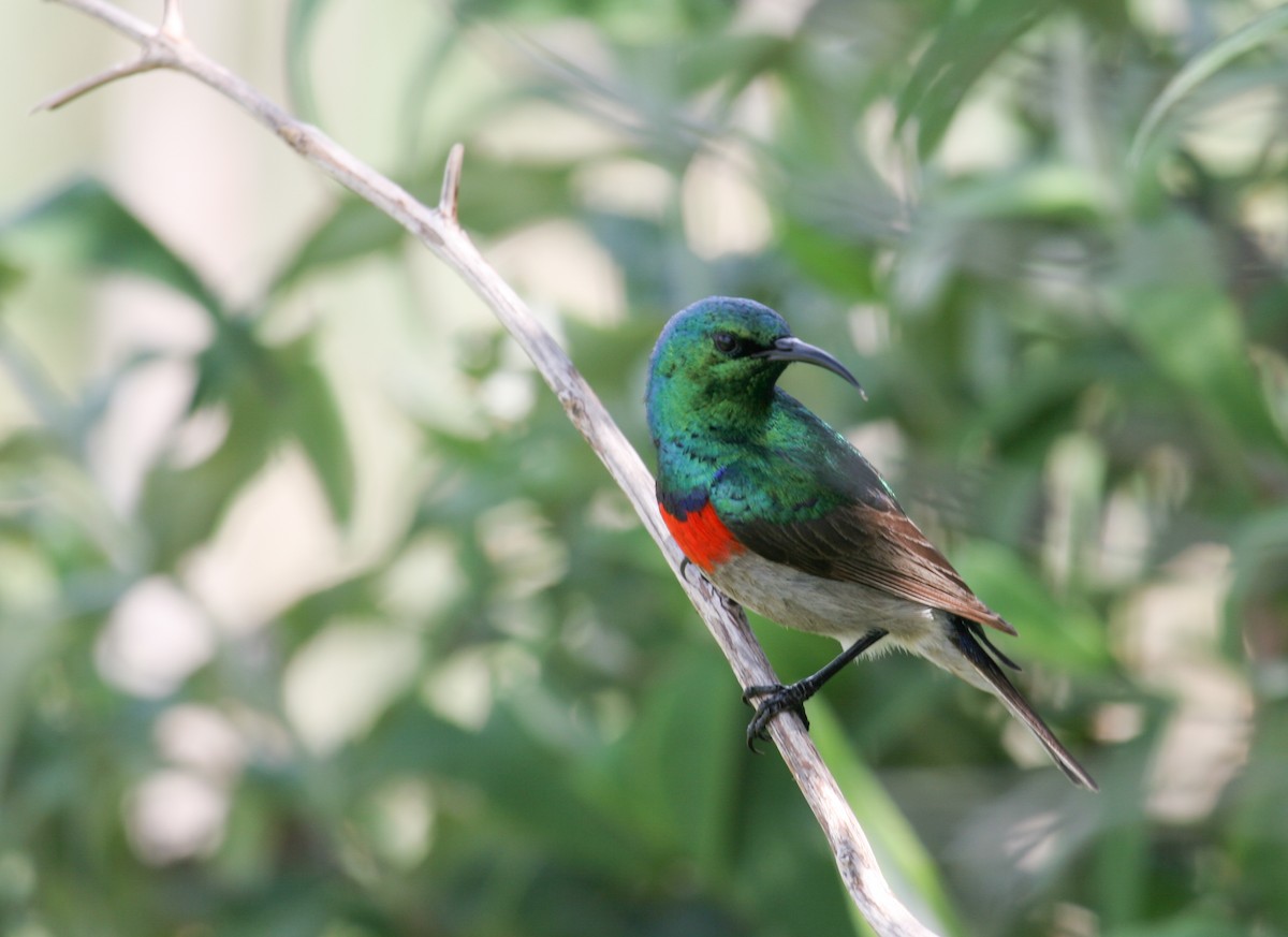 Southern Double-collared Sunbird - ML166179541